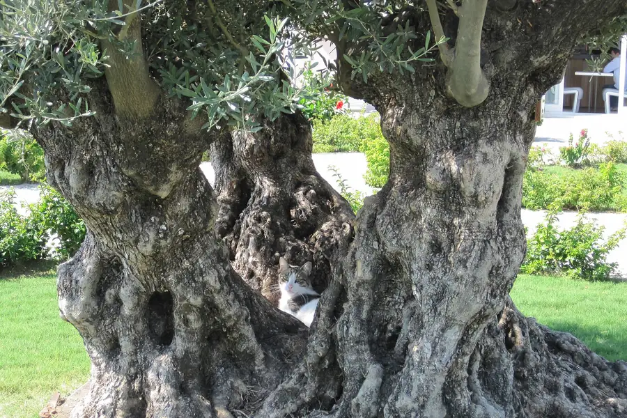 Çeşme’de gövdesi kalınlaşmış asırlık bir zeytin ağacı