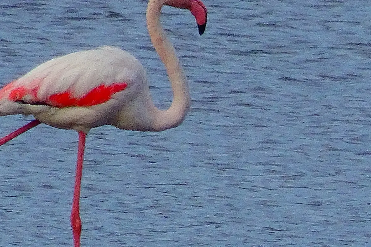 Güllük körfezi sulak alanlarında flamingo