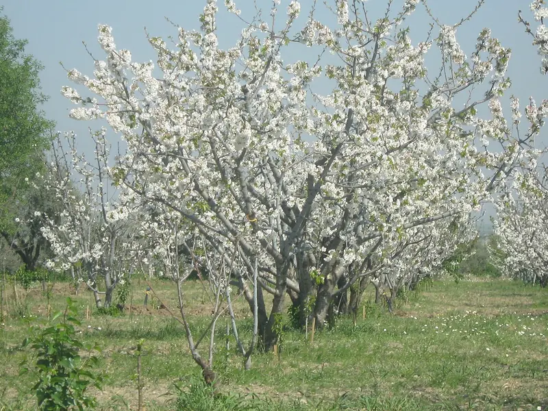 Kemalpaşa'da çiçek açmış kiraz bahçeleri