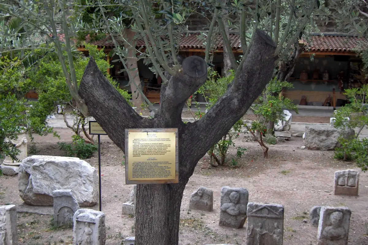 Zeytin ağacı, Bodrum Kalesi botanik bahçesinden bir örnek