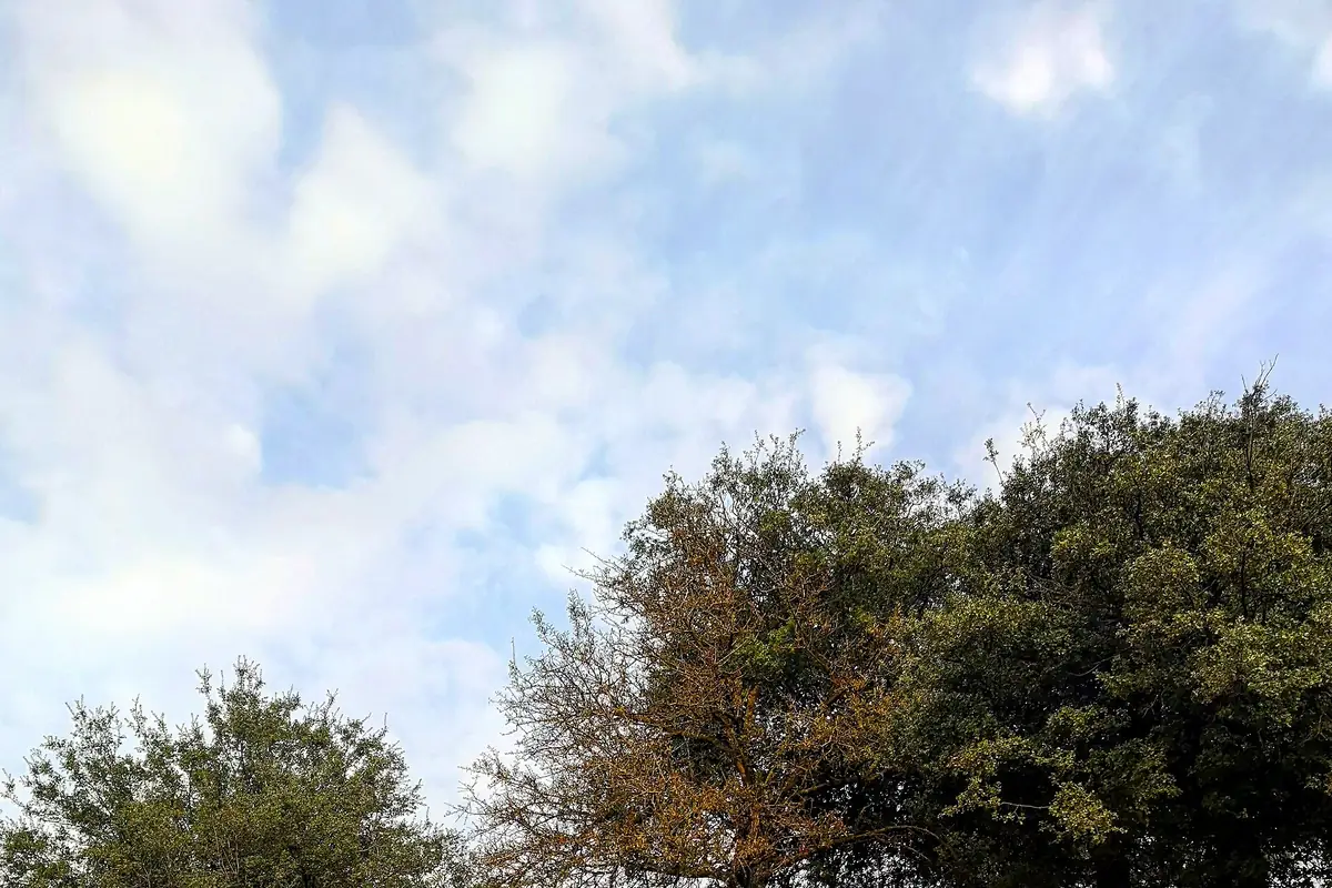 Meşelik, Milas civarında kayalık bir zeytinlik