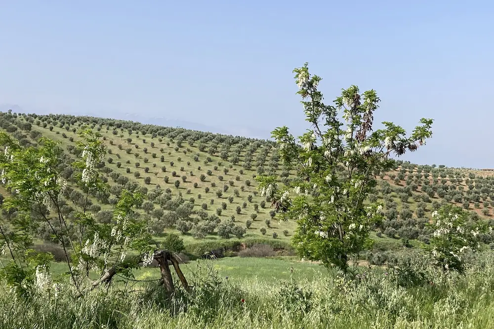 Salihli-Kula karayolu kenarında zeytinlikler ve kırsal bitki örtüsü