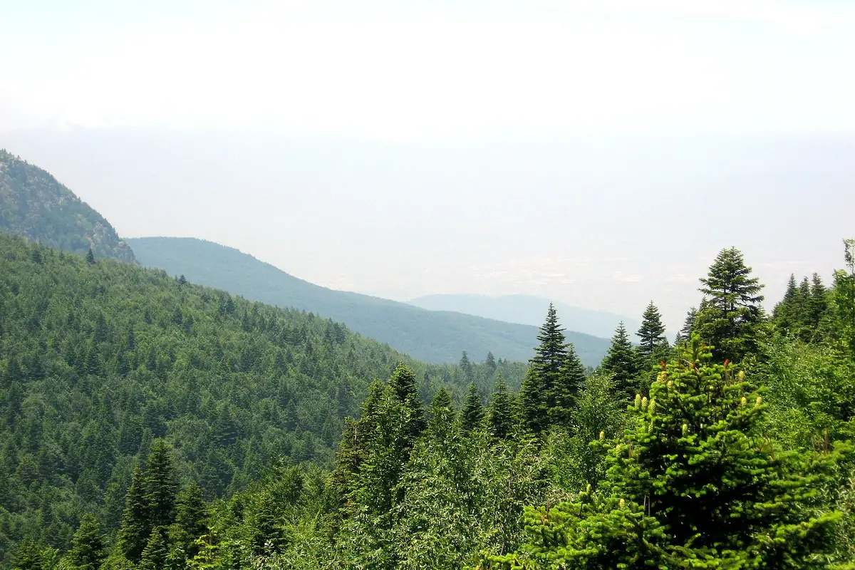 Uludağ'ın ormanlık yamaçları ve tepe hattı