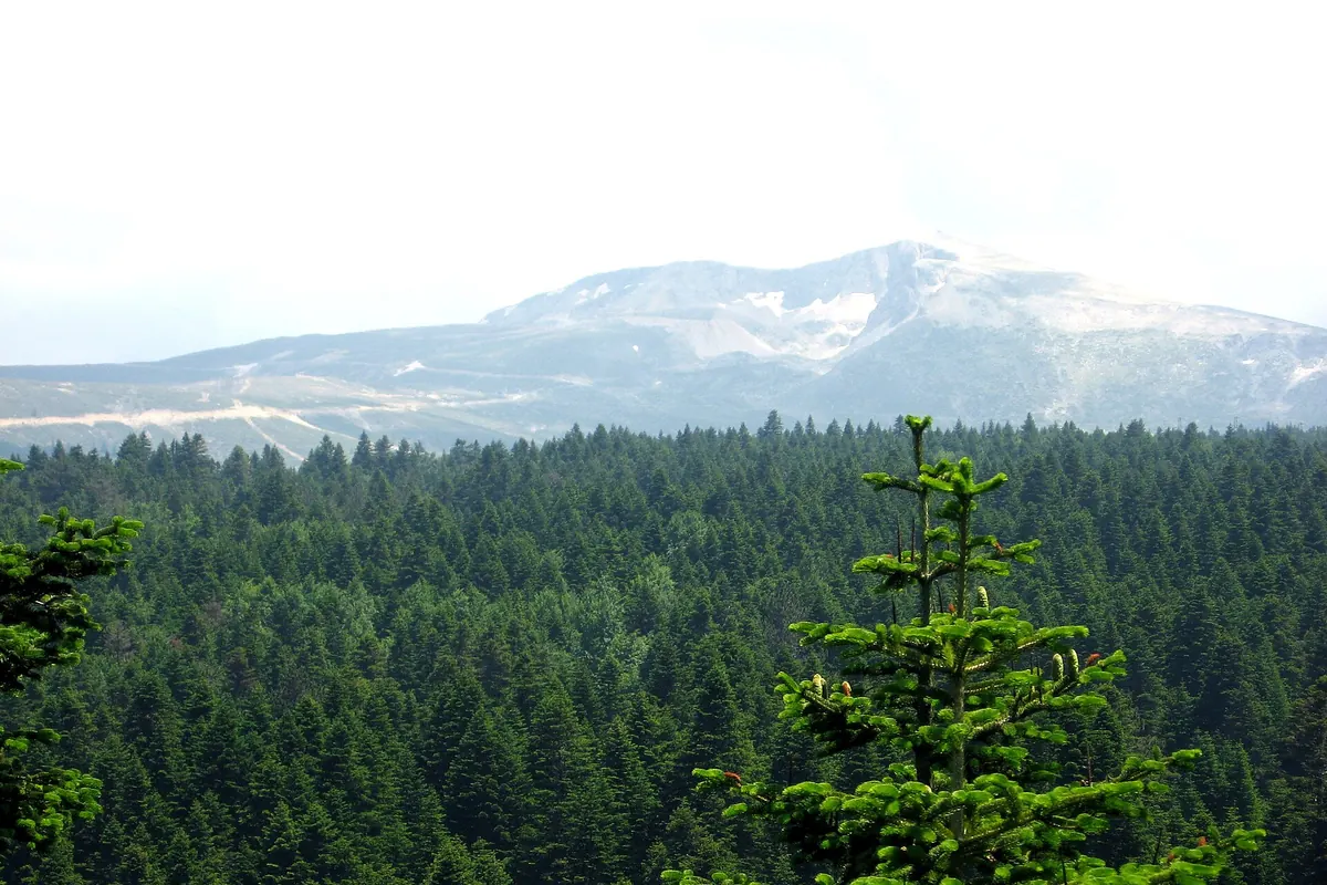 Uludağ Milli Parkı'nda karlı zirve ve göknar ormanı